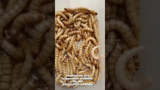 Mealworm and superworm available for sell 03410201130 whtsapp mealwormbusiness superworm petsfeed [upl. by Nadab]