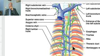 Anatomy of the thorax in Arabic 2023 Thoracic duct by Dr Wahdan [upl. by Losse285]