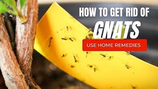 How to Use Home Remedies to Get Rid of Gnats  The Guardians Choice [upl. by Doowle660]