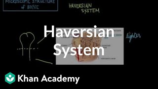 Microscopic structure of bone  the Haversian system  NCLEXRN  Khan Academy [upl. by Mcdermott539]