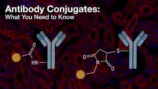 Antibody Conjugates What You Need to Know  CST Tech Tips [upl. by Perni]