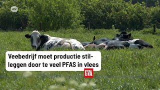 Veebedrijf in Stabroek moet productie stilleggen door te veel PFAS in vlees [upl. by Loydie]