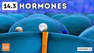 IGCSE Biology  Hormones 143 [upl. by Irisa]