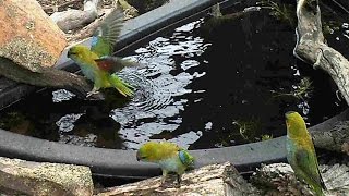 Purplecrowned Lorikeet [upl. by Kosiur]