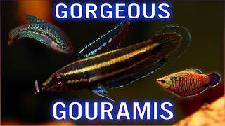 12 Beautiful Gourami Fish for Your Collection [upl. by Toma]