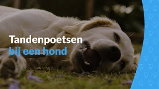 Maand van het gebit  Tandenpoetsen bij een hond [upl. by Noj]