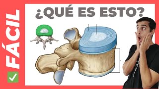 🤯DISCO INTERVERTEBRAL fácil Anatomía 3D [upl. by Christopher73]