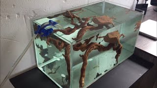 NEW GOLDFISH TANK [upl. by Rorie]