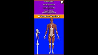 Sartorius MuscleOriginInsertion3D Actionmuscle of thigh gluteus vastus iliopsoas [upl. by Mahla]