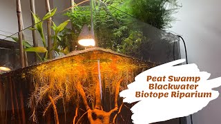 Creating a Peat Swamp Blackwater Biotope Riparium [upl. by Yebba]