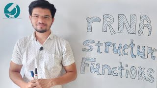 STRUCTURE AND FUNCTION OF rRNA [upl. by Ahsina]