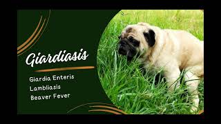 Understanding Giardiasis in Pets Symptoms Treatment and Prevention [upl. by Alemap]