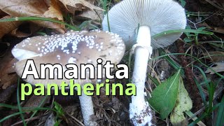 Amanita pantherina  SETA TÓXICA [upl. by Leohcin]