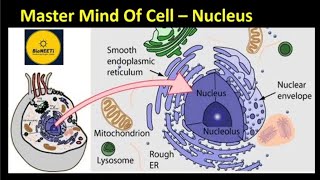 Nucleus  Master Mind Of Cell  NEET NCERT Biology  Cell Unit Of Life [upl. by Mace]