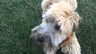 Wheaten Terrier 7 months old [upl. by Tamanaha]