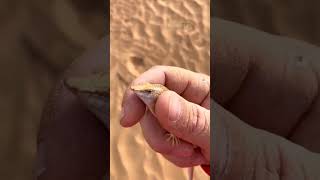 why they called it sandfish shorts wildlife [upl. by Eilyab]