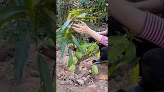 New technique of growing mango plant mangografting mango farming garden viral shorts [upl. by Shirleen]