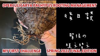 OPERCULICARYA PACHYPUS ROOTING MANAGEMENT SPRING 2022 FINAL EDITION [upl. by Laemaj]