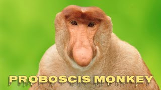 Proboscis monkey sounds [upl. by Eittam688]