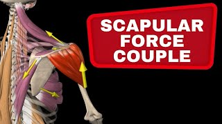 Scapular Force Couple  Muscle collaboration in the shoulder [upl. by Luwana548]