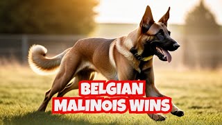 The Top Reasons Belgian Malinois Are the Best Dog  Dog Training  Puppy Training [upl. by Behm]