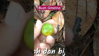 BENTUK BUAH GMELINA GMELINA arborea [upl. by Bazar]