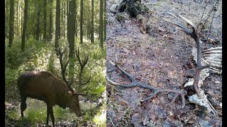 WIENIEC ZNAJOMEGO BYKA JELENIA JEGO OSTATNIE RYKOWISKO [upl. by Ahtanamas]