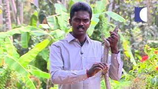 Snake Master Episode 127 Monitor lizard Part 02 [upl. by Asilegna]