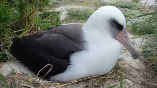 Laysan Albatross Chick Hatching by Bret Wolfe USFWS [upl. by Carlina]