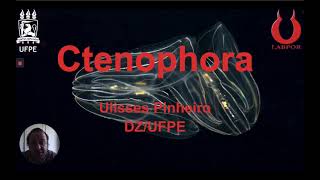 7 Ctenophora UFPE 2020 [upl. by Nyledaj932]