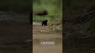 Gold Rush Controversy The Truth Behind the Bear Incident [upl. by Ahsieket]