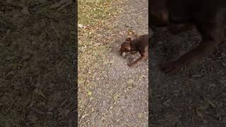 Patterdale terrier hunting rat [upl. by Andreas]