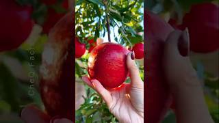 How to Grow Pomegranate Tree at Home plants shorts farming [upl. by Finah]