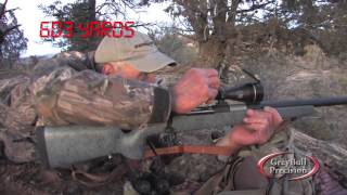 Greybull Precision with Wayne van Zwoll Elk with 65 Creedmoor at 603 yards [upl. by Arracat]