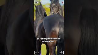 🔴 Caballo Frisón Friesian Horse 🔴 horse fresian [upl. by Barabas507]