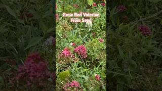 How To Grow Red Valerian gardeningvideos englishcountrygarden cottagegarden [upl. by Bonnibelle]