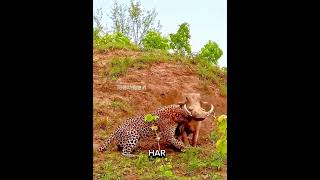 Leopard vs warthog who will be win wildlife leopard warthog [upl. by Simpkins]