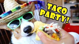 CORGI’S TACO Eating Party Dog Friendly  Life After College Ep 598 [upl. by Nolad]