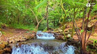 Soothe Your Soul with 10 Hours of Tranquil Creek Sounds and Forest Stream Ambience for Relax [upl. by Franchot947]