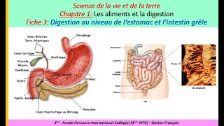 la digestion dans lestomac et lintestin grêle [upl. by Thomey378]