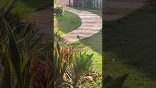 Hummingbird in Brazil Garden hummingbird brazil piracicaba [upl. by Ahcsap]