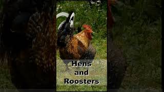 Chicken Life Stages – The Four Main Cycles in the Life of a Chicken [upl. by Oilla]