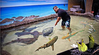 SAVING SHARKS From a Closed Down Aquarium [upl. by Ireg]