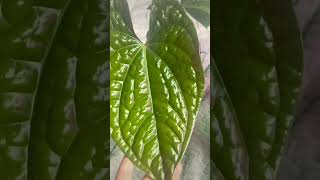 Luxurians vs Radicanswhat’s the difference plants rareplants anthuriums [upl. by Julianna]