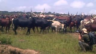 Bahima of Ankole know for keeping large number of cows [upl. by Ebony913]