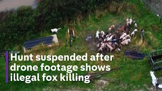 Exclusive footage shows how foxes are being illegally hunted by hounds [upl. by Apoor]