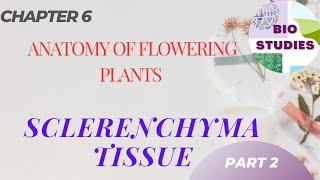 Sclerenchyma Fibres  Anatomy of Flowering Plants botany biostudies [upl. by Elisa]