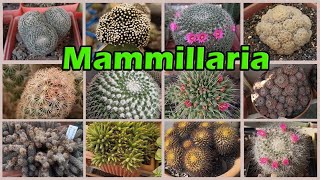 Mammillaria  Cacti care [upl. by Tavia]