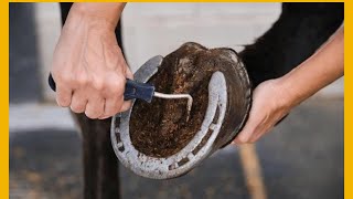 Shocking Transformative Tips for Horse Shoe Cleaning [upl. by Odin]