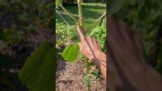 🥒 DIY Cucumber Trellis [upl. by Leakim]